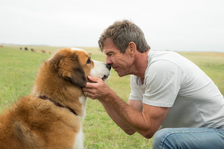Maltraitance : un chien jeté à l’eau lors d’un tournage
