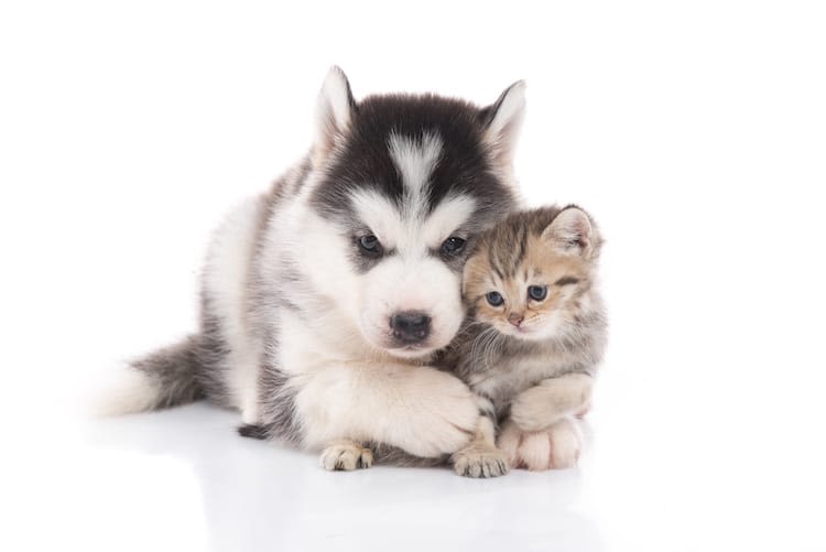 2017: un nom commençant par « N » pour votre chien ou chat