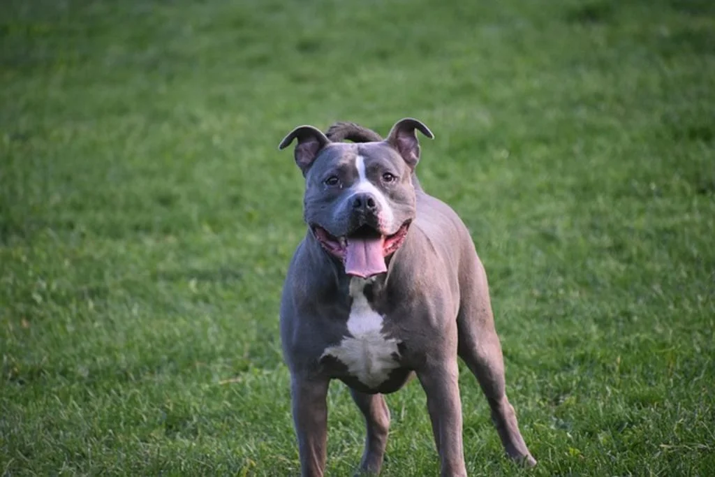 SV - American pitbull terrier