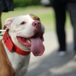 Race de chien : Pitbull