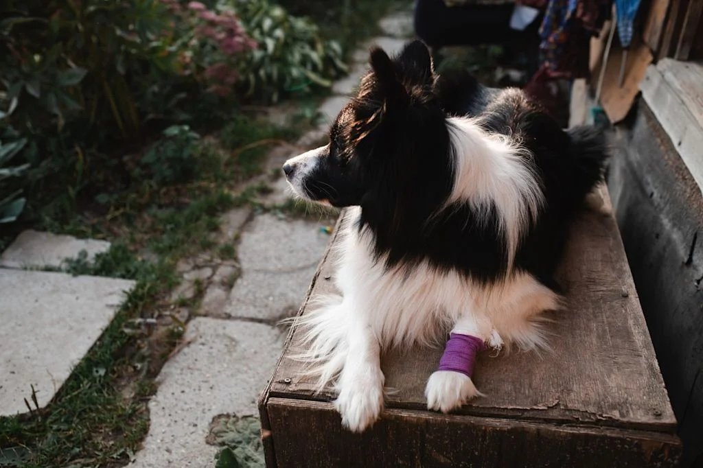 Chien bandage allong&eacute;