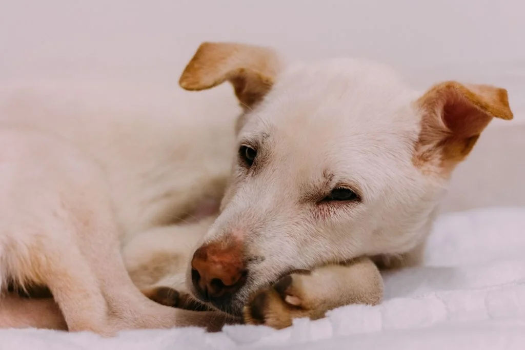 Chien allong&eacute; sur sa patte
