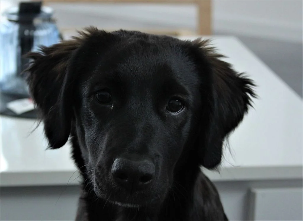 Chien noir