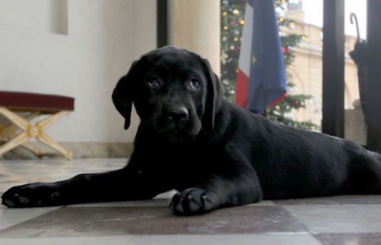Philae : la chienne du président découvre les couches !