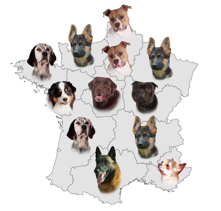 Les chiens font aussi leur salon de l’agriculture !