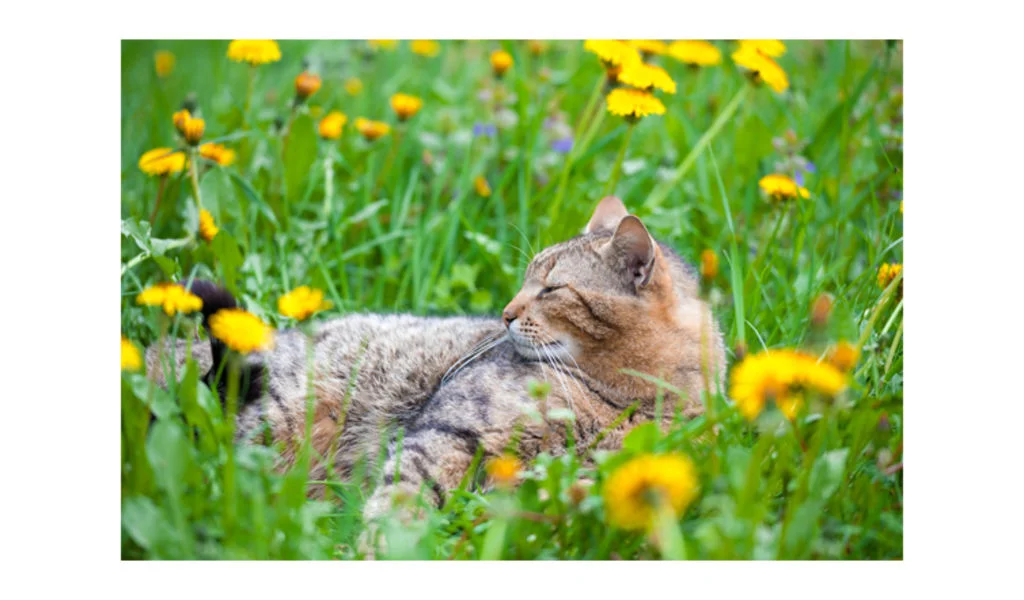 chat printemps