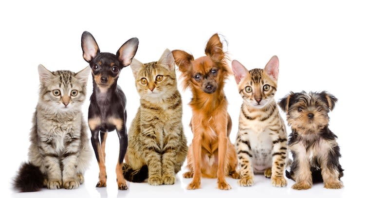Le 1er Observatoire sur les Français et leurs animaux