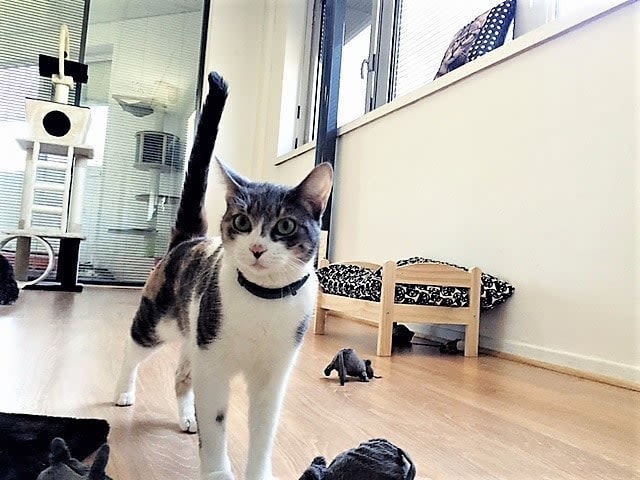 Le Jardin des Chats : des hôtels pour chats paradisiaques!