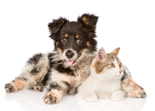 Quels noms pour les chiens et chats en 2017 ? : Q et N