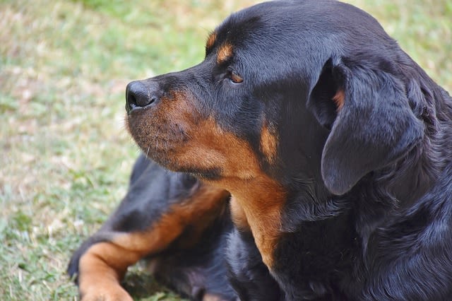 Chiens dits dangereux : que dit la loi ?