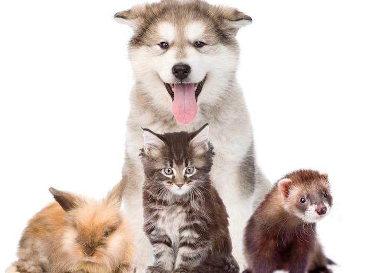 Assurance animale : 10 bonnes raisons de choisir SantéVet
