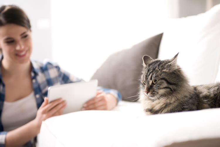 Vers du chat : ils sont dangereux pour lui et pour vous