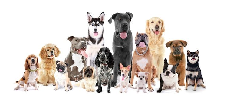 2017 : le Top 20 des races de chiens préférés des Français