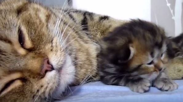 Bébés chats et maman chat