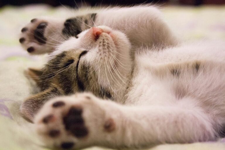 Top 10 des raisons d&rsquo;avoir un chat !