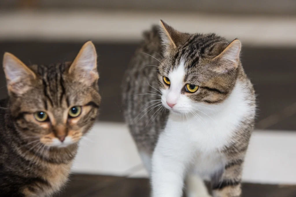 transmission vers entre chat