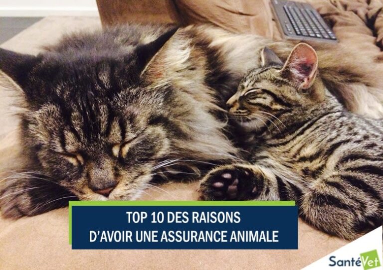 Top 10 des raisons d&rsquo;avoir une assurance animale !