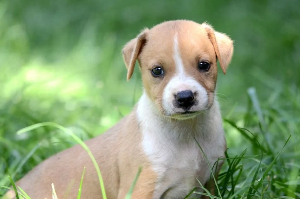 amstaff_chien_dangereux_assurance