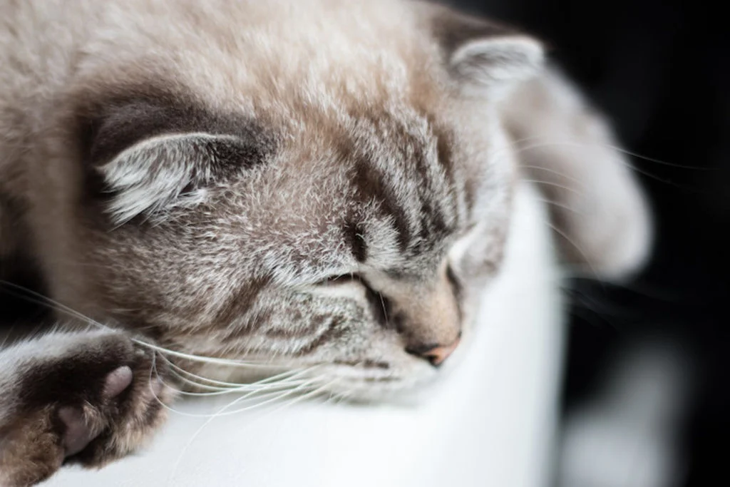 chat malade qui dort