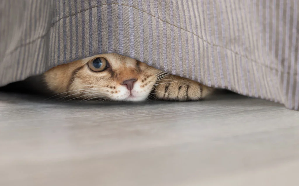 chat qui se cahe maladie