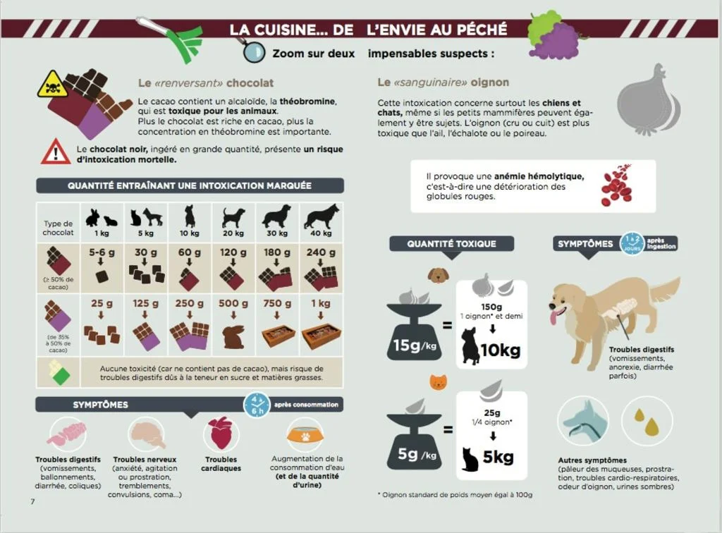 danger_intoxications_chien_chat_cuisine