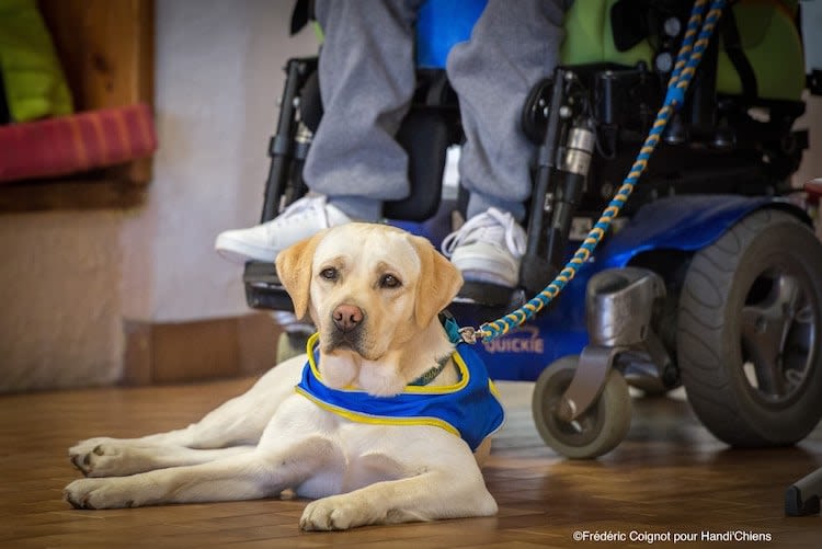 Handi’Chiens : la 51e remise de chiens d&rsquo;assistance