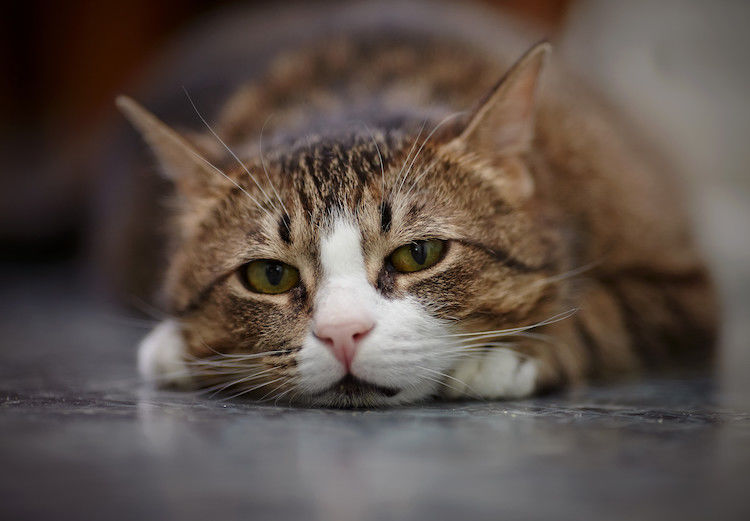 Chat malade : les signes qui ne trompent pas