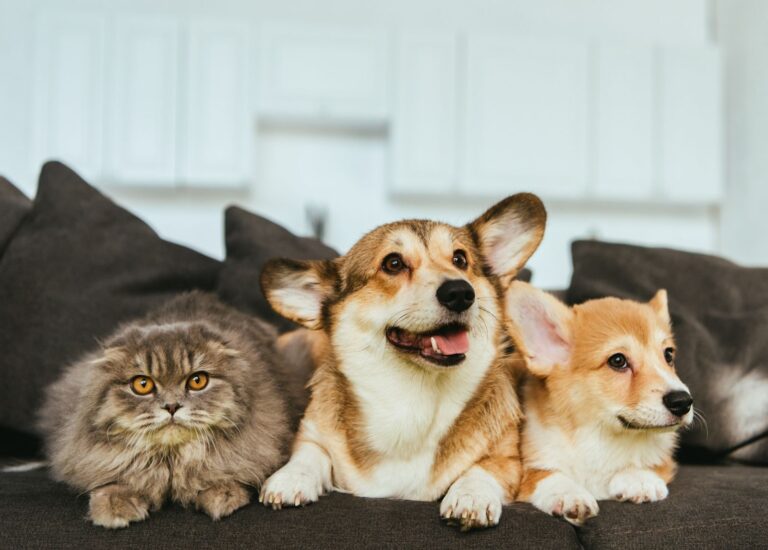 Family VIP de Santévet : une assurance pour plusieurs animaux avantageuse