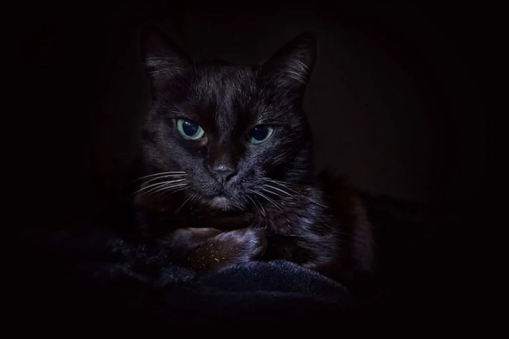 chat_noir_seconde_chance