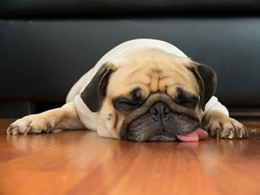 chien-fatigue