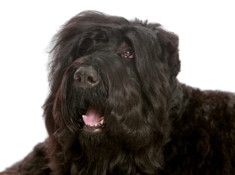Discrimination : une chance pour les chiens et chats noirs