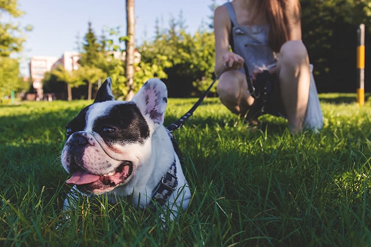Alerte Canicule : protégez votre animal de la chaleur !