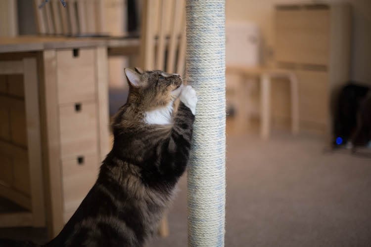 Des phéromones naturelles contre les griffades du chat