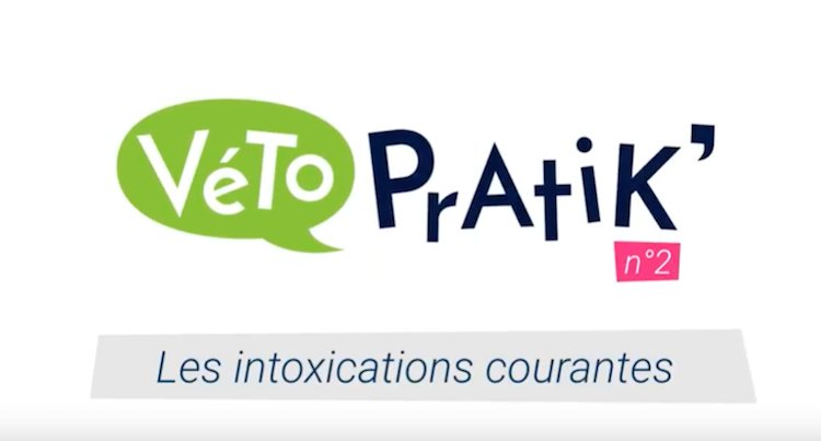 Véto Pratik’ : attention aux intoxications
