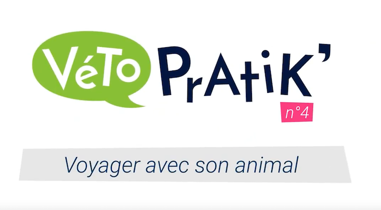 Véto Pratik’ : comment bien voyager avec son animal