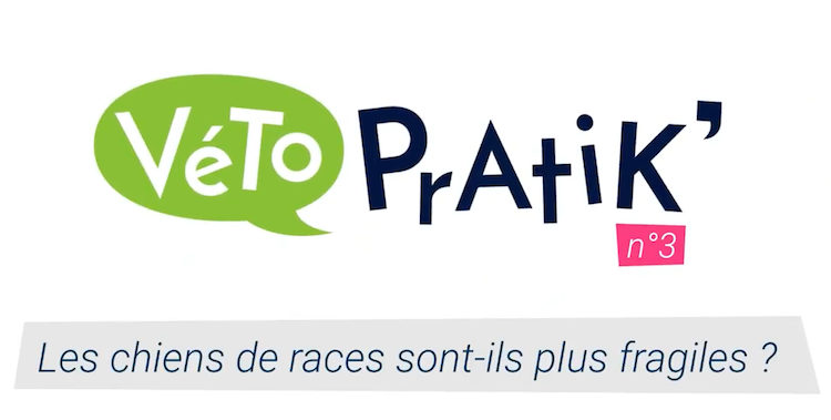 Véto Pratik’ : les chiens de race sont-ils plus fragiles ?