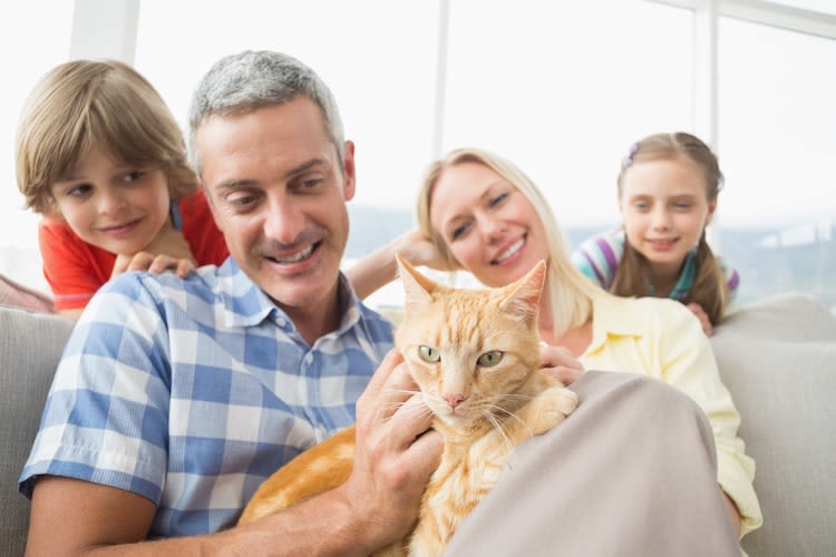 Le chat est l’animal préféré des Français