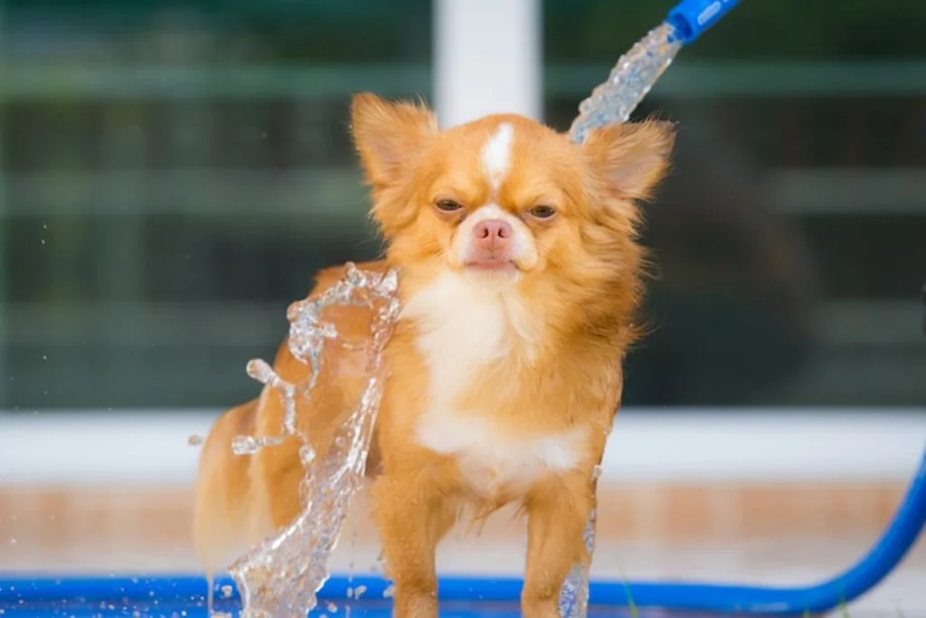 chien-retour-de-plage