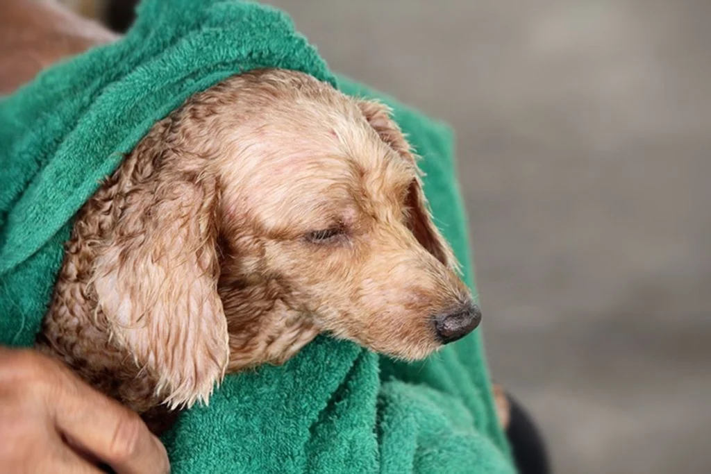 chien-secher-retour-plage