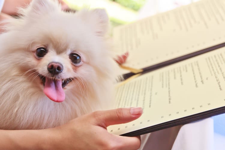 Au restaurant avec mon chien : est-ce possible ?