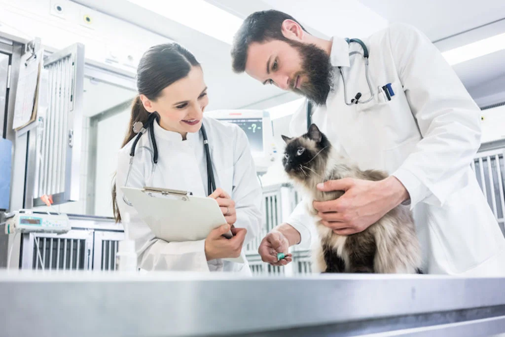 assurance sante pour chat