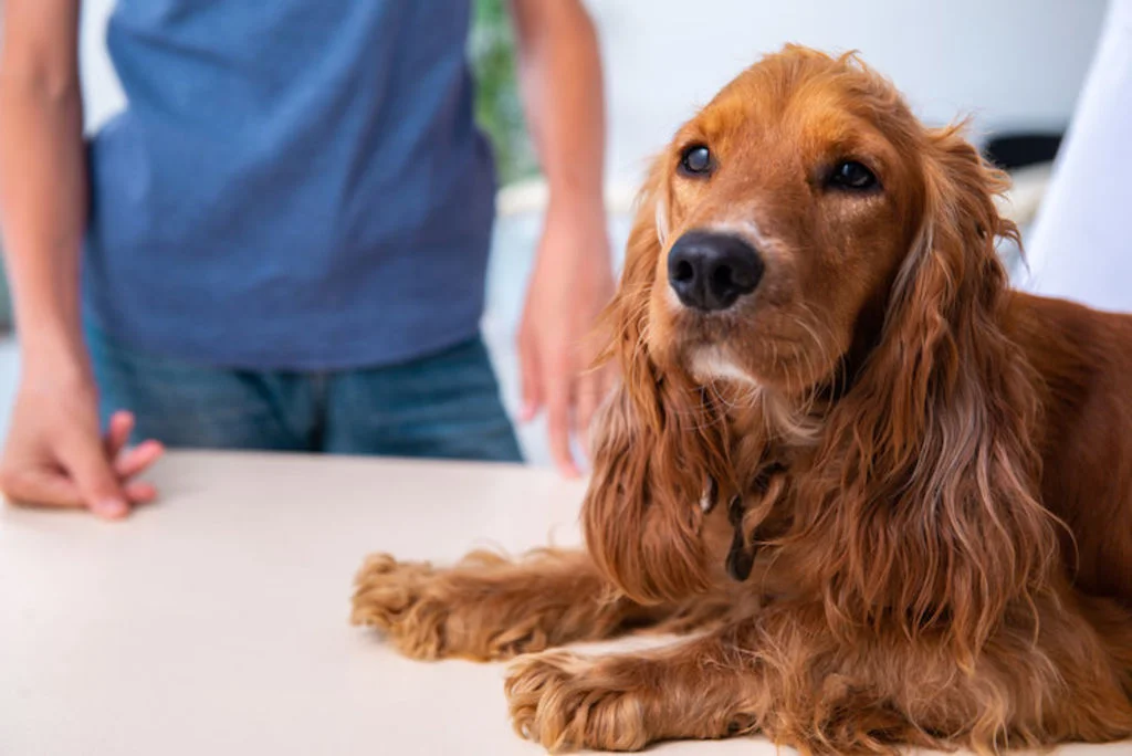 bilan_de_sante_assurance_chien