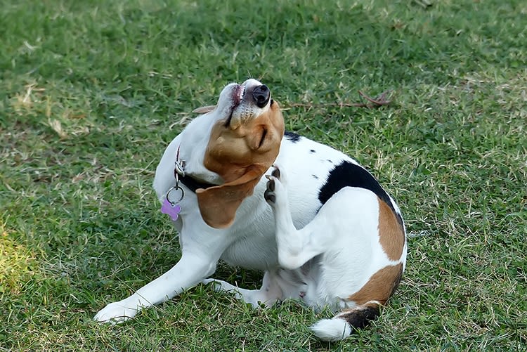 Aoûtats : comment protéger votre chien ou votre chat ?