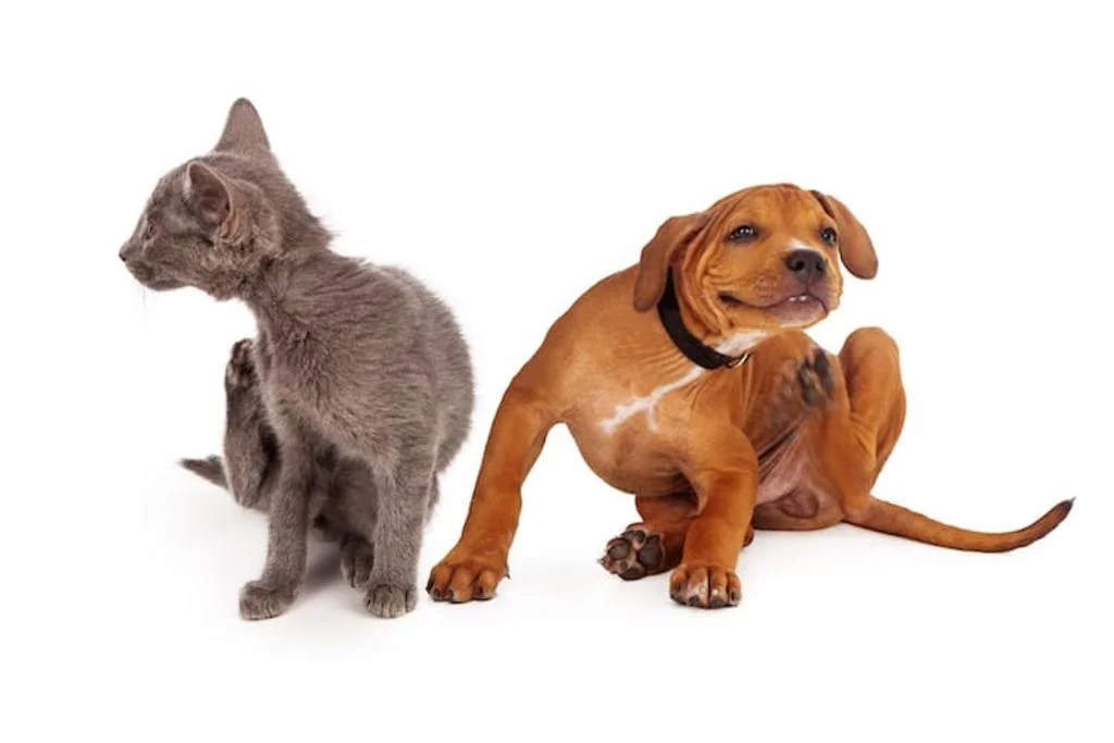 chien-chat-aoutat-gratte