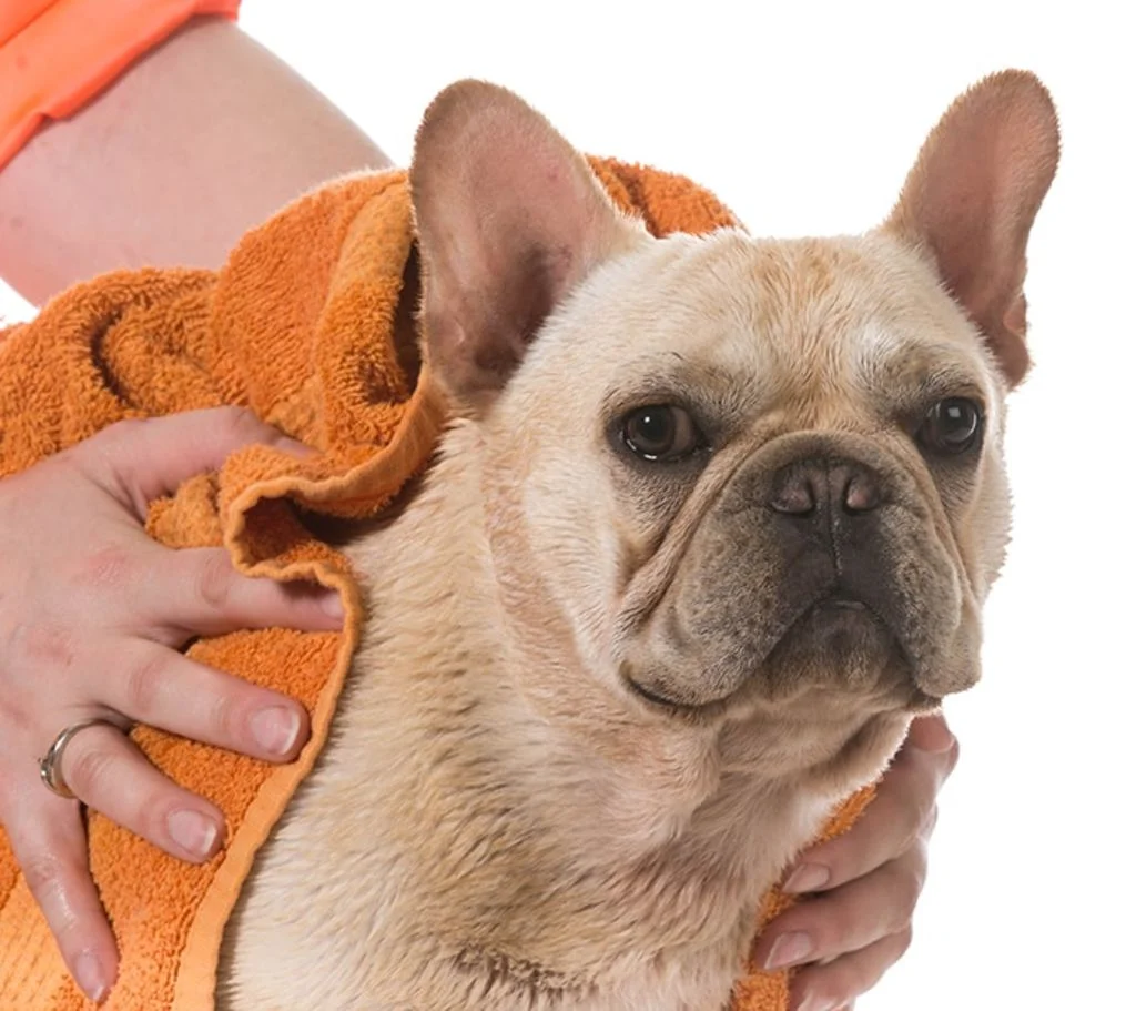 chien-serviette-humide-chaleur