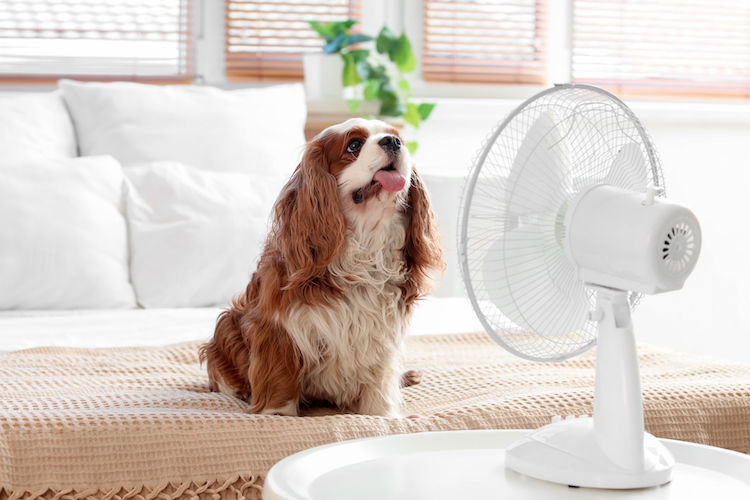 Comment rafraîchir son chien ?