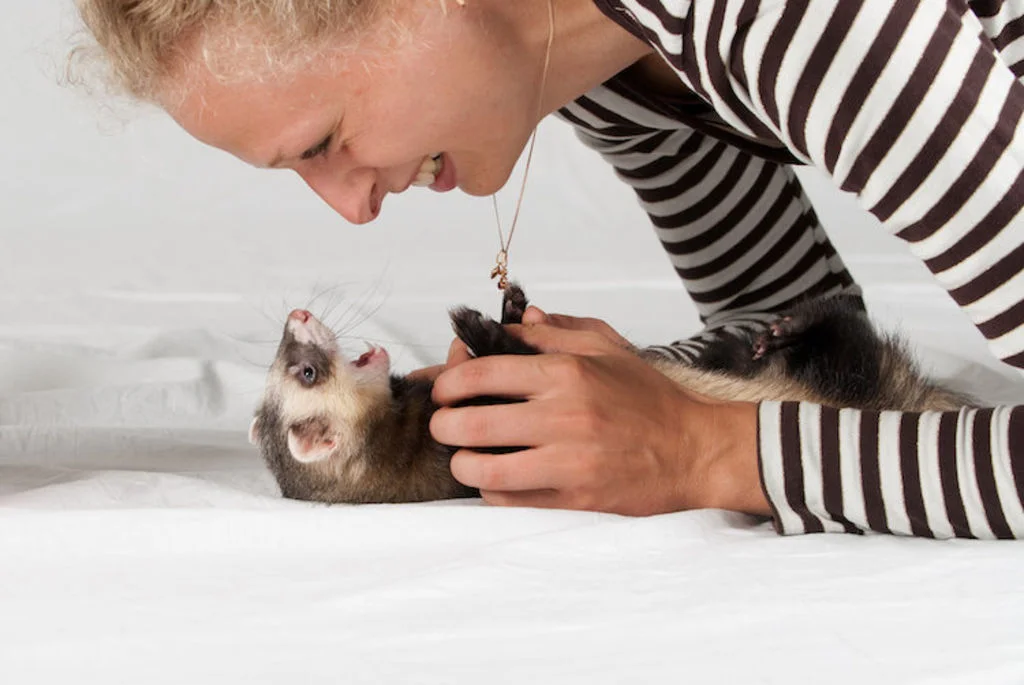 jouer_avec_son_furet