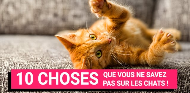 10 choses que vous ne savez pas sur les chats