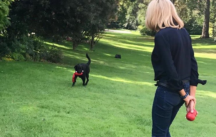 Nemo : un croisé labrador fait son entrée à l’Elysée