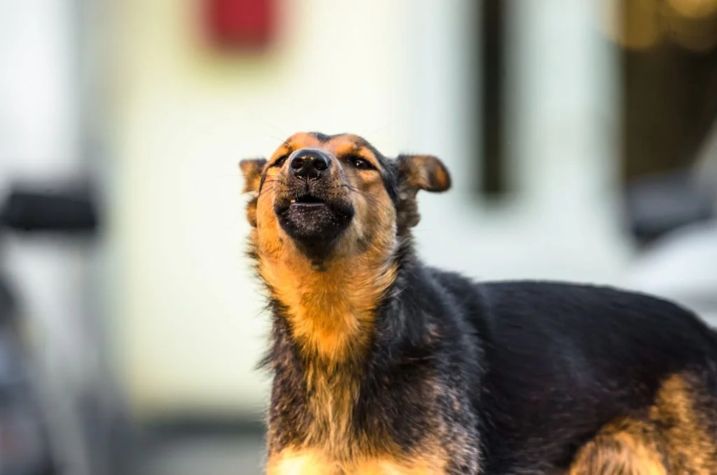 Chien méfiant